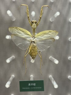 金色透明翅膀昆虫标本