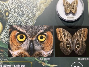 猫头鹰 蝴蝶 标本