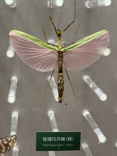 奇特翅膀的昆虫标本