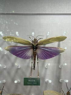 美丽多彩的昆虫标本展示