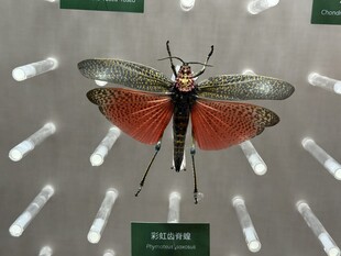 色彩绚丽的昆虫标本展示