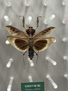 奇特昆虫标本展示