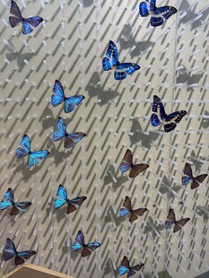 蝴蝶 标本 展示