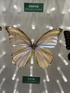蝴蝶 标本 展示