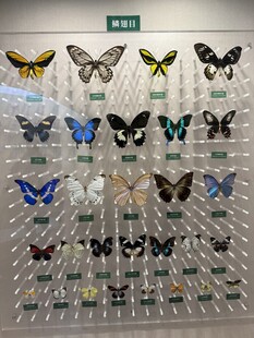 蝴蝶 标本 展示 昆虫