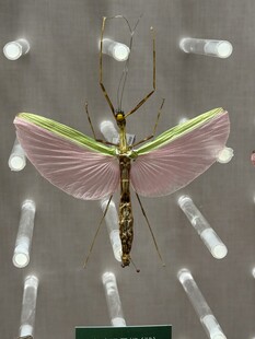 昆虫 标本 翅膀