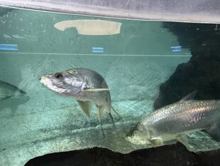 水族箱中的银色鱼类