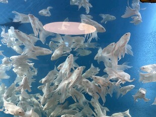 群鱼畅游的蓝色水下世界