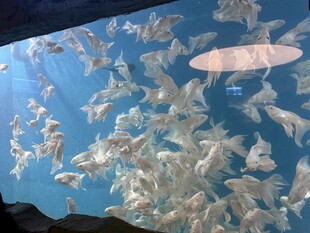 海洋中群游的灵动鱼类