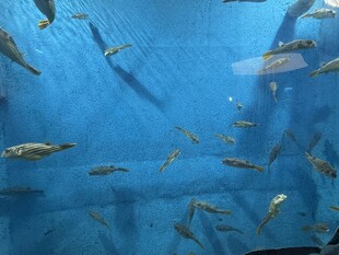 蓝色水族箱中的群游小鱼
