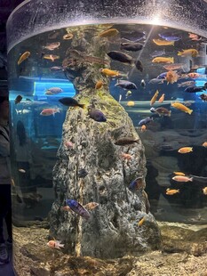 多彩水族箱内的灵动景象 鱼