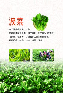 菠菜种植介绍