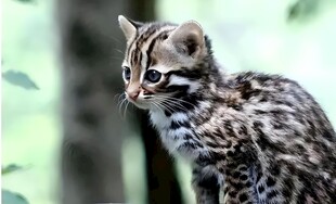 豹猫
