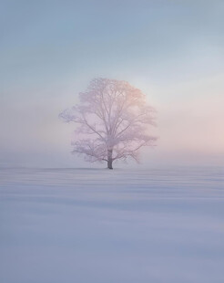 雪野大树