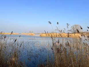 湖畔芦苇映蓝天