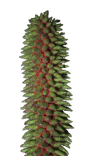 柱状绿植纹理独特的植物