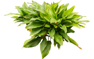 鲜绿茂盛的观叶植物
