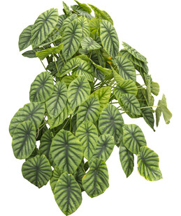 斑斓叶脉的美丽观叶植物