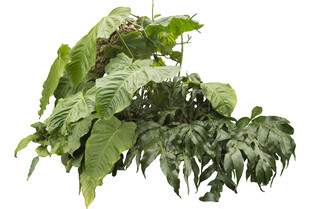 翠绿繁茂的植物枝叶
