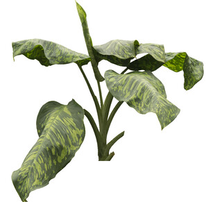 斑纹绿植独特叶片姿态