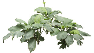 绿叶繁茂的植物