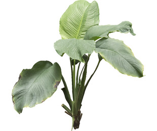 大叶绿植盆栽