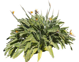 绿叶黄花植物盆栽