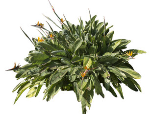 绿叶黄花的盆栽植物