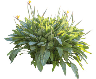 绿叶黄花植物特写