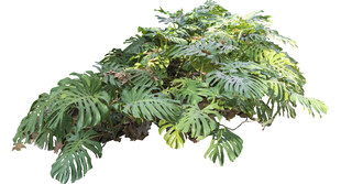 翠绿蕨类植物特写