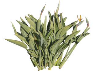 新鲜翠绿的菖蒲叶束