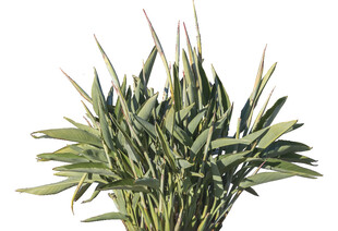 翠绿蓬勃的一丛竹子