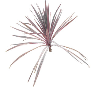 紫叶龙舌兰植物特写