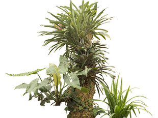 热带植物组合绿意盎然