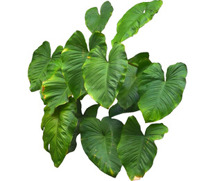 翠绿心形叶片的绿植