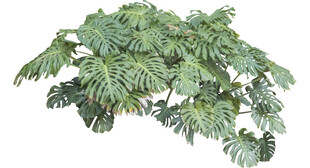 翠绿繁茂的羽状叶片植物