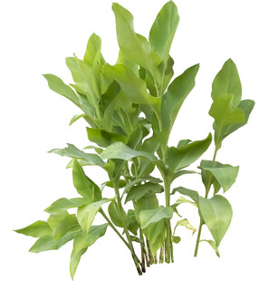 翠绿生机勃勃的绿植盆栽