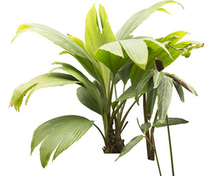 翠绿室内绿植盆栽