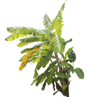 带黄斑的绿色植物枝叶