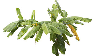 仙人掌植物特写