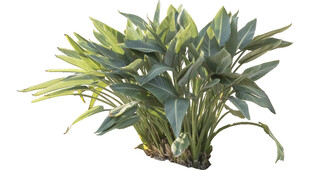 翠绿万年青盆栽植物