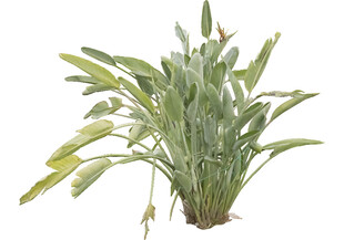 绿植盆栽清新剑叶植物