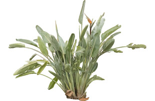 翠绿盆栽植物展示