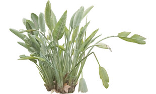 翠绿葱郁的盆栽绿植