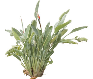 鹤望兰植物盆栽