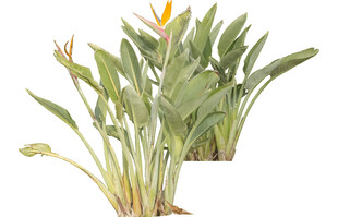 两株绿植花卉展示