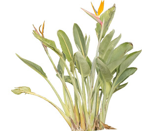 鹤望兰植物特写