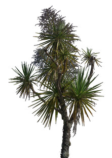 单株龙舌兰树特写