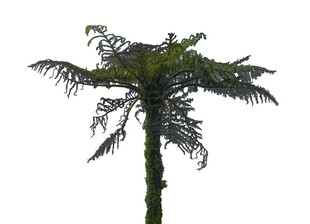 单株蕨类植物高清图像