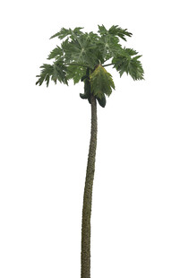 单株木瓜树特写